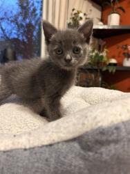 Shelter Stray Female Cat last seen S IRIS ST & W MILL ST, SAN BERNARDINO, CA, 92410, USA, 333 Chandler Pl, San Bernardino, CA 92408, USA