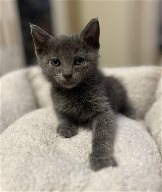 Shelter Stray Female Cat last seen S IRIS ST & W MILL ST, SAN BERNARDINO, CA, 92410, USA, 333 Chandler Pl, San Bernardino, CA 92408, USA