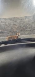 Found/Stray Male Dog last seen Safeway Woodinville Duvall rd and Avondale rd, Woodinville, WA 98072