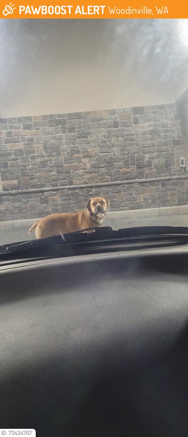 Found/Stray Male Dog last seen Safeway Woodinville Duvall rd and Avondale rd, Woodinville, WA 98072