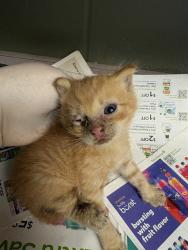 Shelter Stray Male Cat last seen Near BLOCK HOLMES ST, 2020 Forest St, Jacksonville, FL 32204, USA