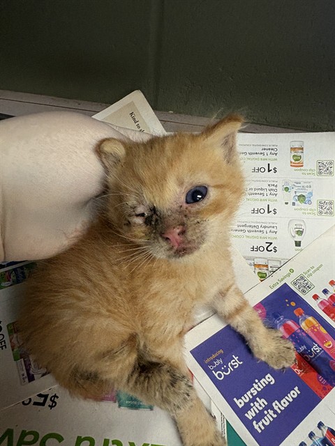 Shelter Stray Male Cat last seen Near BLOCK HOLMES ST, 2020 Forest St, Jacksonville, FL 32204, USA