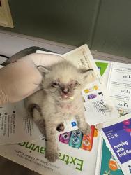 Shelter Stray Female Cat last seen Near BLOCK HOLMES ST, 2020 Forest St, Jacksonville, FL 32204, USA