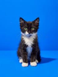 Shelter Stray Male Cat last seen MARNIE PLACE, 2020 Forest St, Jacksonville, FL 32204, USA