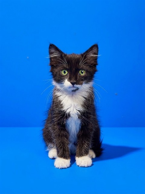 Shelter Stray Male Cat last seen MARNIE PLACE, 2020 Forest St, Jacksonville, FL 32204, USA