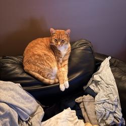 Lost Female Cat last seen Domestic red, Avondale Heights, VIC 3034