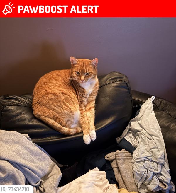 Lost Female Cat last seen Domestic red, Avondale Heights, VIC 3034