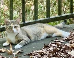 Found/Stray Unknown Cat last seen Stony Creak near Gessner, Houston, TX 77024