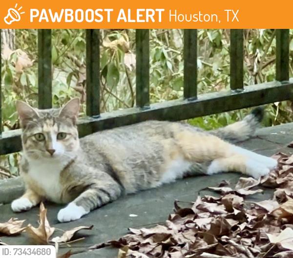 Found/Stray Unknown Cat last seen Stony Creak near Gessner, Houston, TX 77024
