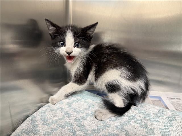 Shelter Stray Male Cat last seen , 957 N Gaffey St, San Pedro, CA 90731, USA