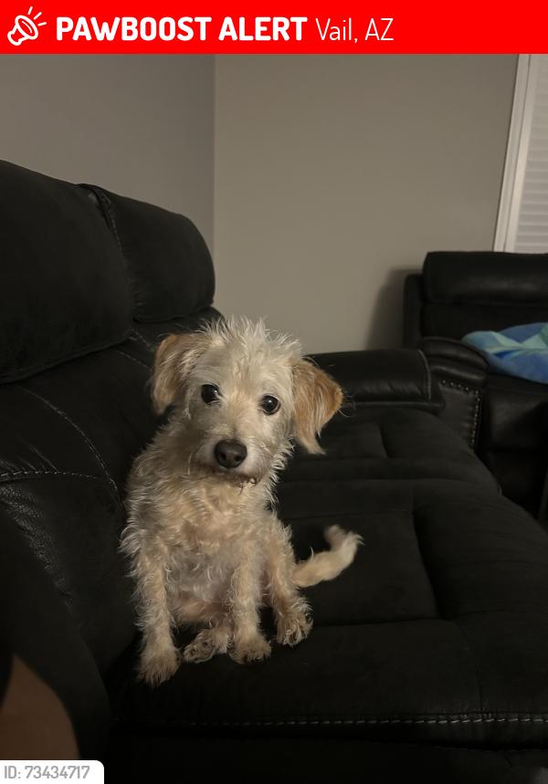 Lost Female Dog last seen Maxine drive, Vail, AZ 85641