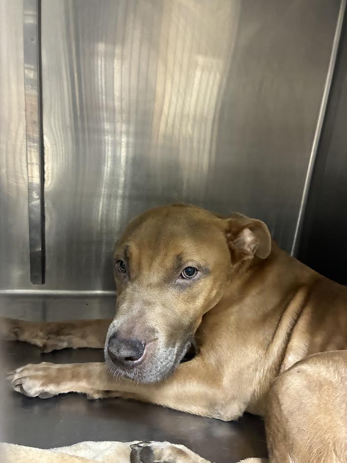 Shelter Stray Male Dog last seen , 957 N Gaffey St, San Pedro, CA 90731, USA