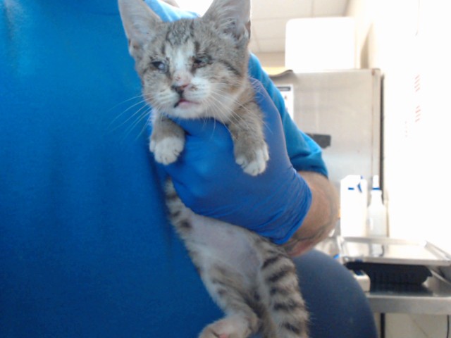 Shelter Stray Male Cat last seen Near BLOCK WINDSOR DR, FAYETTEVILLE NC 28301, 4704 Corporation Dr, Fayetteville, NC 28306, USA