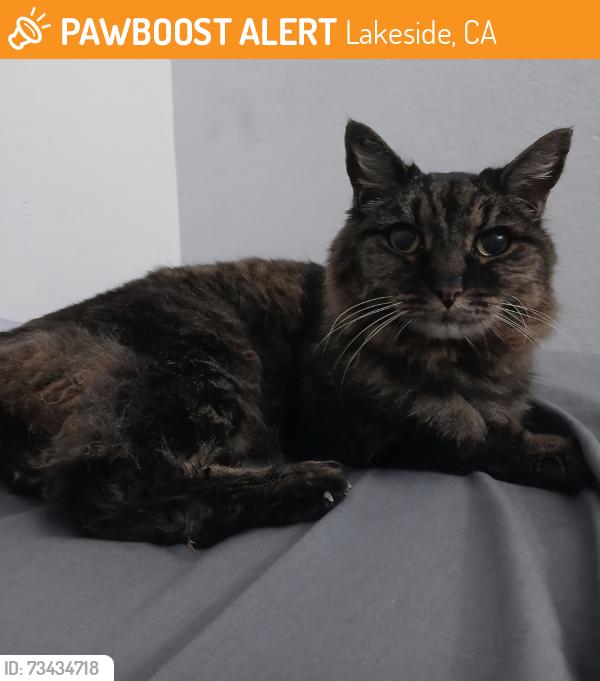 Found/Stray Unknown Cat last seen Laurel&Ashwood, Lakeside, CA 92040