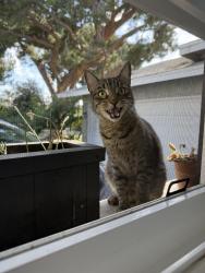 Lost Male Cat last seen Studebaker and Atherton, Long Beach, CA 90815