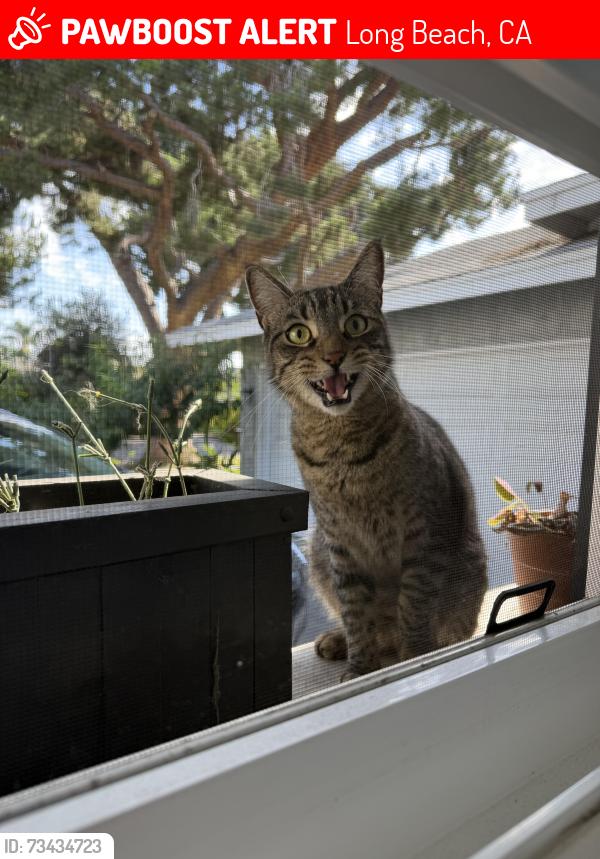Lost Male Cat last seen Studebaker and Atherton, Long Beach, CA 90815