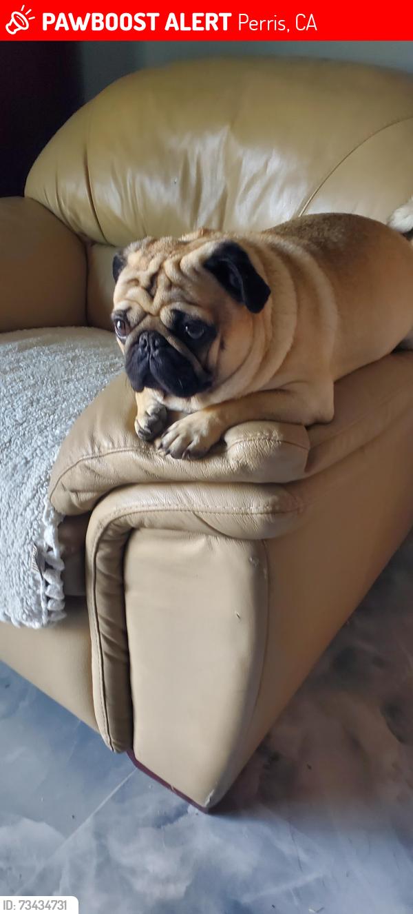 Lost Male Dog last seen Chevron, Perris, CA 92571
