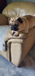 Lost Male Dog last seen Chevron, Perris, CA 92571
