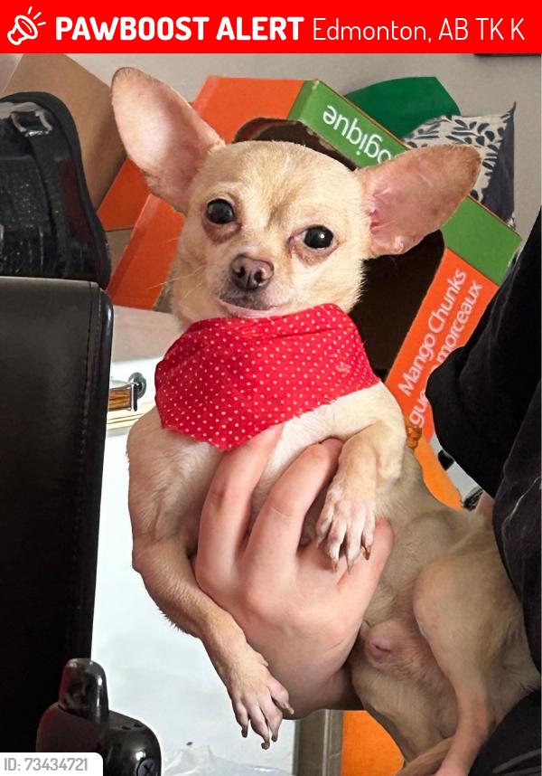 Lost Male Dog last seen Delton s, Edmonton, AB T6K 0K8