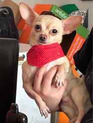Lost Male Dog last seen Delton s, Edmonton, AB T6K 0K8