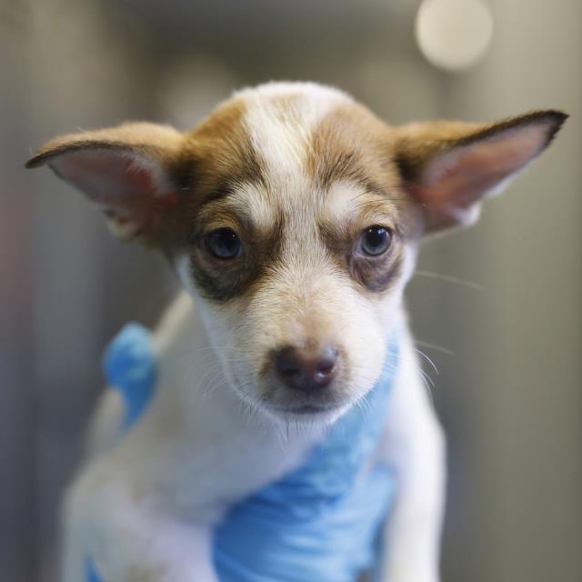 Shelter Stray Female Dog last seen LAWNTON, 4710 TX-151, San Antonio, TX 78227, USA