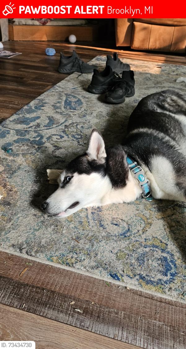 Lost Male Dog last seen Round lake hwy and Katherine Court, Brooklyn, MI 49230