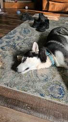 Lost Male Dog last seen Round lake hwy and Katherine Court, Brooklyn, MI 49230