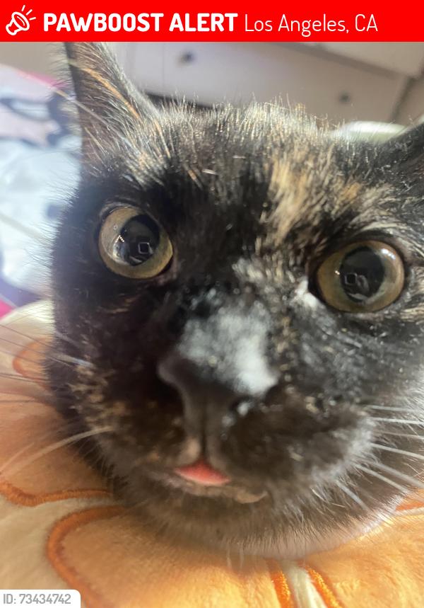 Lost Female Cat last seen Boyle heights, Los Angeles, CA 90033
