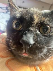Lost Female Cat last seen Boyle heights, Los Angeles, CA 90033
