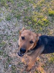 Reunited Male Dog last seen Ave B, Somerton, AZ 85350