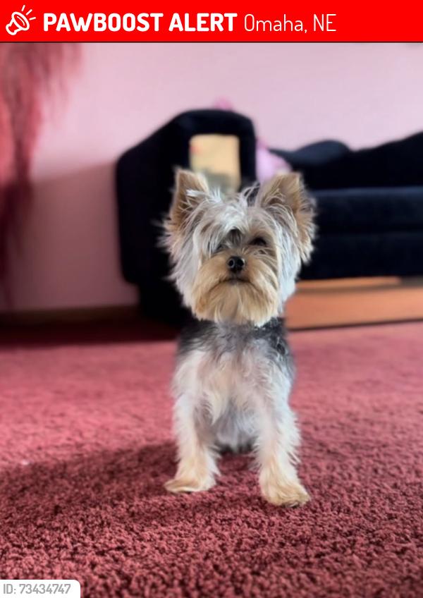 Lost Female Dog last seen 55th and Ida St, Omaha, NE 68112