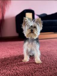 Lost Female Dog last seen 55th and Ida St, Omaha, NE 68112