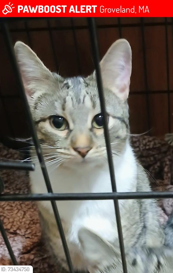 Lost Female Cat last seen Salem St Groveland, Ma, Groveland, MA 01834