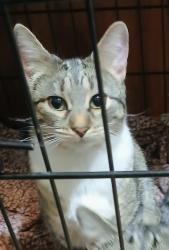 Lost Female Cat last seen Salem St Groveland, Ma, Groveland, MA 01834