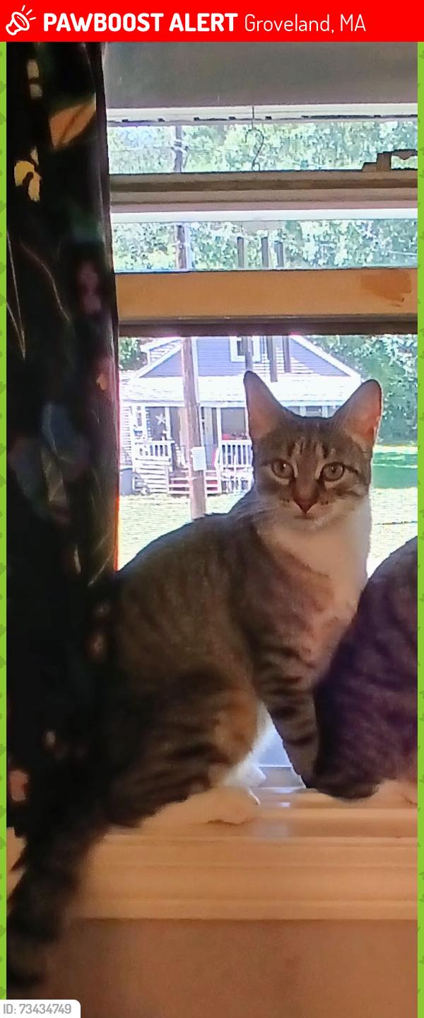 Lost Female Cat last seen SALEM ST, GROVELAND, MA, Groveland, MA 01834