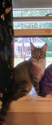 Lost Female Cat last seen SALEM ST, GROVELAND, MA, Groveland, MA 01834