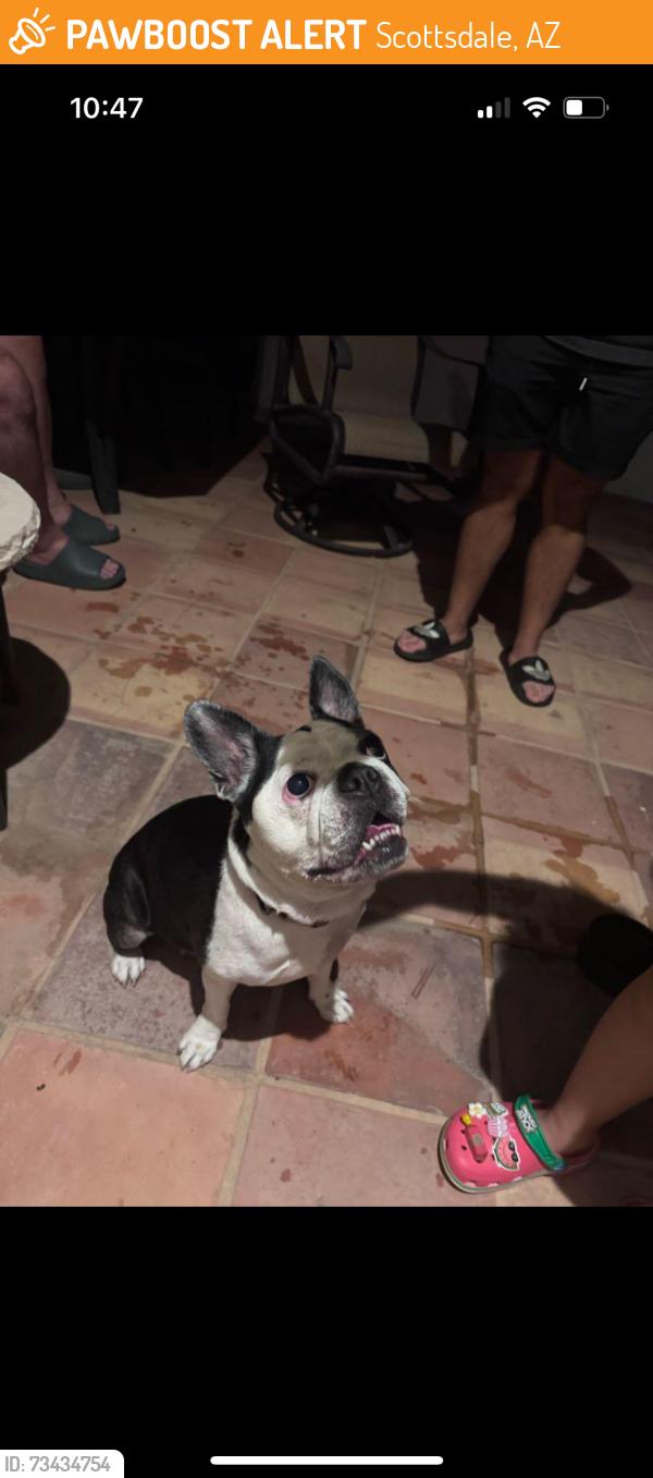 Found/Stray Female Dog last seen N 86th street and E Solano Dr, Scottsdale, AZ 85250