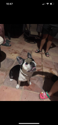 Found/Stray Female Dog last seen N 86th street and E Solano Dr, Scottsdale, AZ 85250