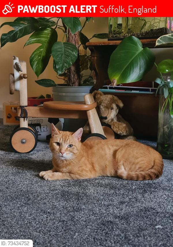 Lost Female Cat last seen Bramford chippy Bramford Road, Suffolk, England 