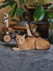 Lost Female Cat last seen Bramford chippy Bramford Road, Suffolk, England 