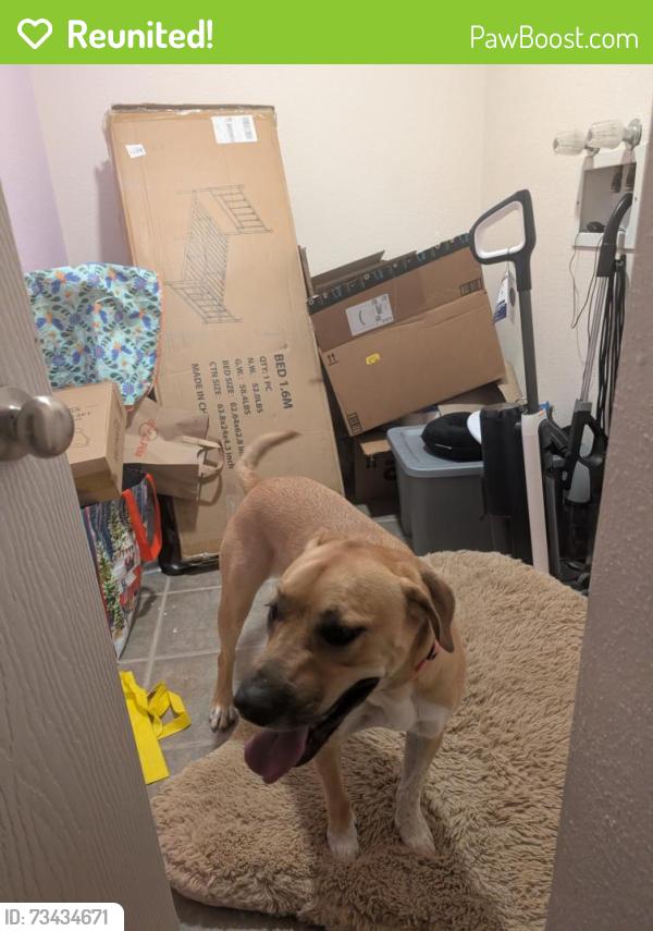 Reunited Female Dog last seen Jupiter road and Mars ave, Las Cruces, NM 88012