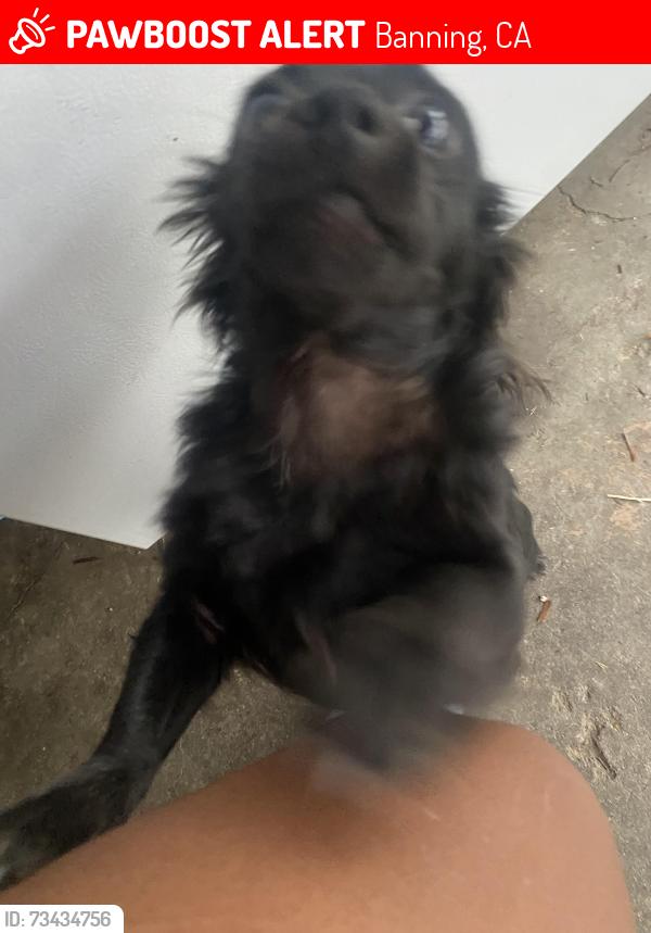 Lost Female Dog last seen Nicolet st and st near repealer park, Banning, CA 92220