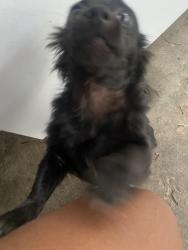 Lost Female Dog last seen Nicolet st and st near repealer park, Banning, CA 92220