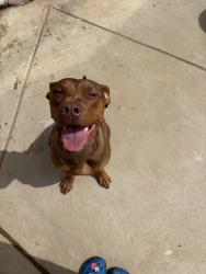 Lost Female Dog last seen Close to Weston park, Hemet, CA 92543