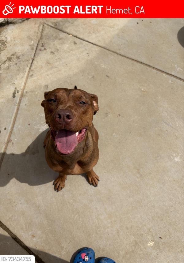 Lost Female Dog last seen Close to Weston park, Hemet, CA 92543
