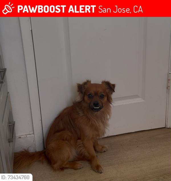 Lost Male Dog last seen Near an ice cream shop, San Jose, CA 95110