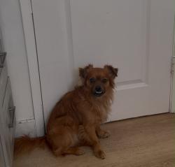 Lost Male Dog last seen Near an ice cream shop, San Jose, CA 95110