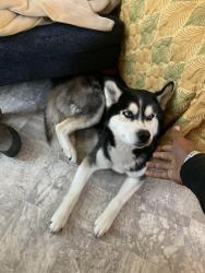 Reunited Male Dog last seen Back parking lot of Hamden Hotel and Suites, Hamden, CT 06518