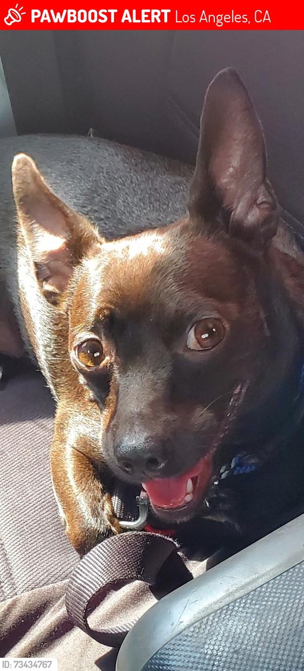 Lost Male Dog last seen Macarthur park, Los Angeles, CA 90057