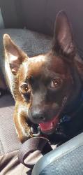 Lost Male Dog last seen Macarthur park, Los Angeles, CA 90057